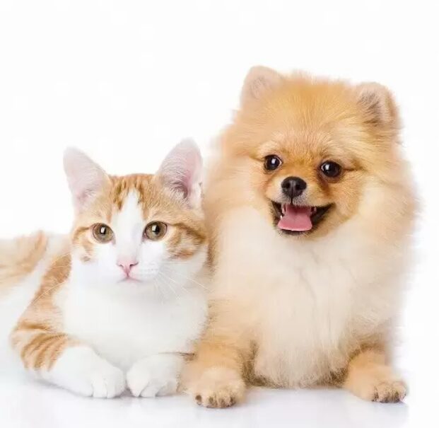 猫と犬の写真１